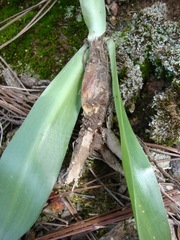 Polianthes cernua