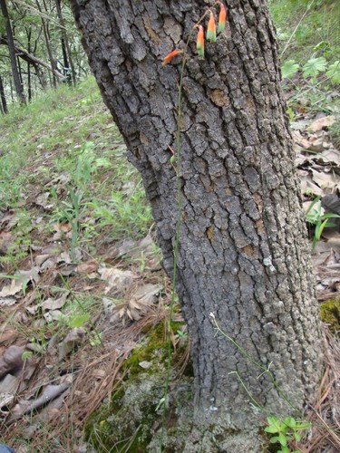 Image of Polianthes Cernua (Polianthes cernua) by (c) Arturo Castro Castro, some rights reserved (CC BY)