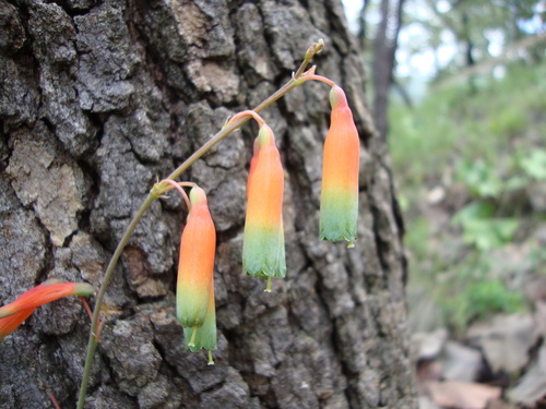 Image of Polianthes Cernua (Polianthes cernua) by (c) Arturo Castro Castro, some rights reserved (CC BY)