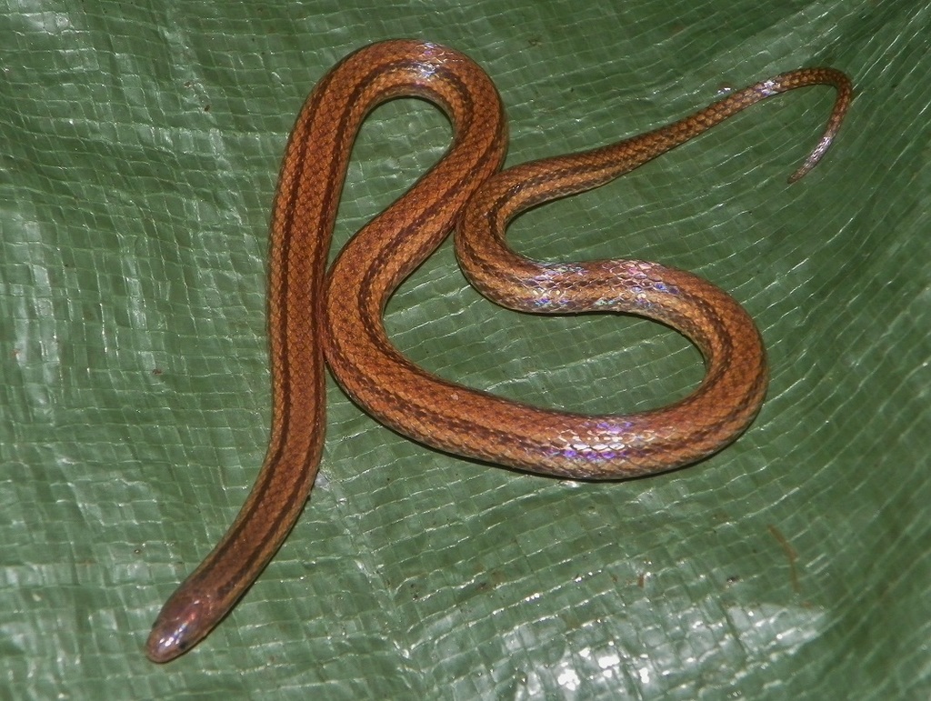 culebra cavadora centroamericana (Guía de Anfibios y Reptiles de San ...