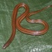 Middle American Burrowing Snake - Photo (c) delmer jonathan, some rights reserved (CC BY-NC), uploaded by delmer jonathan
