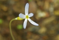 Voyria tenella