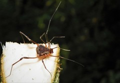 Erginulus triangularis