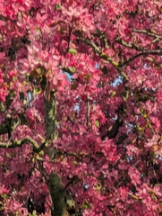 Japanese Flowering Crabapple (Malus floribunda)