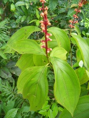 Miconia nervosa