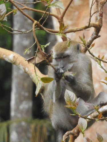 Long-tailed Macaque