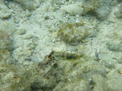 Halichoeres margaritaceus