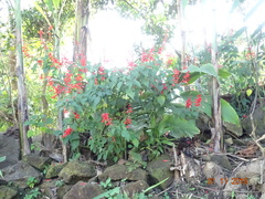 Salvia splendens