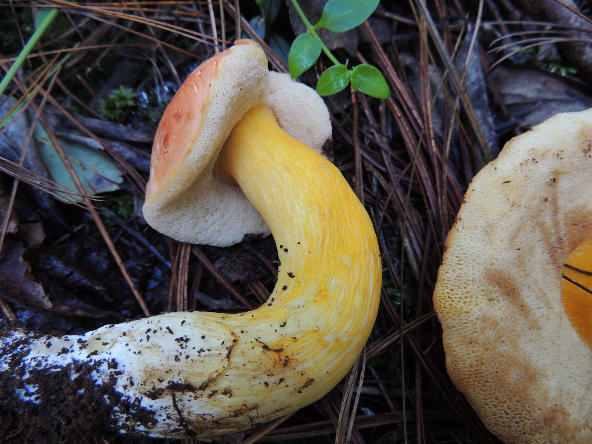 Tylopilus ballouii image