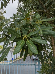 Tabebuia aurea