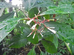 Cinchonoideae