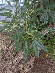 Tabebuia aurea