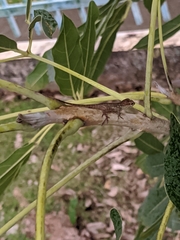 Tabebuia aurea