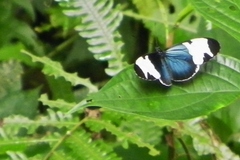 Heliconius sapho leuce