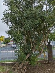 Tabebuia aurea