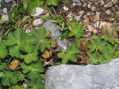 Alchemilla othmarii
