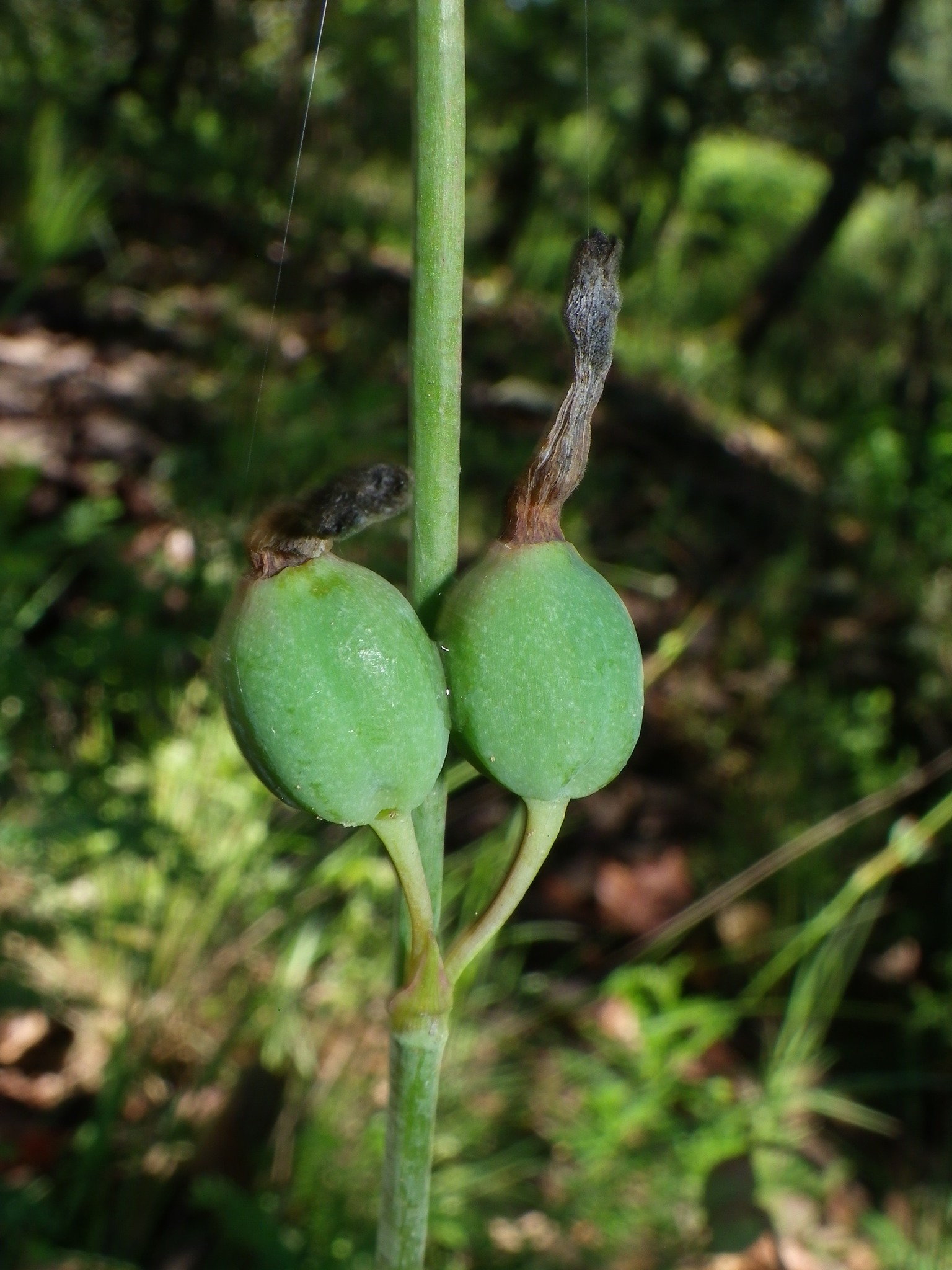 Polianthes cernua