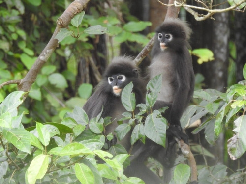 Dusky Leaf Monkey