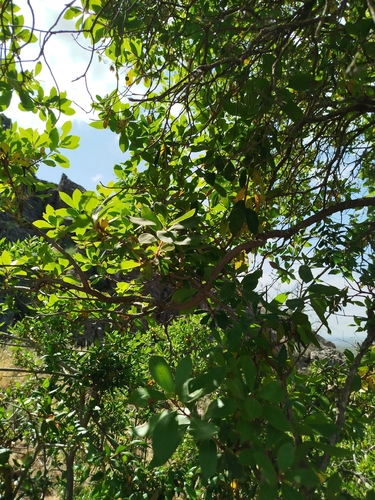 strawberry tree