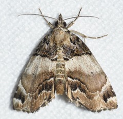 Cutina distincta