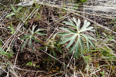 Delphinium depauperatum