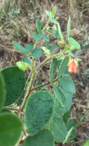 Chamaecrista absus