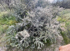 Cylindropuntia fulgida