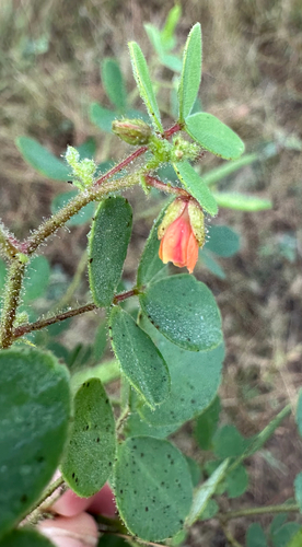 Chamaecrista absus, photograph 2