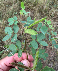 Chamaecrista absus, photograph (c) Robert Taylor, some rights reserved (CC BY)