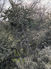 Cylindropuntia fulgida