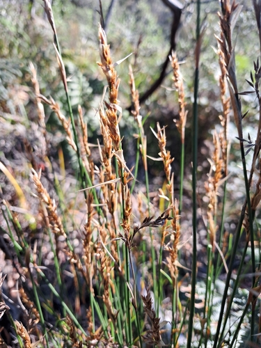 Lepyrodia scariosa observed 2026-04-25