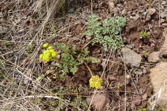 Lomatium donnellii