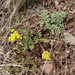 Lomatium donnellii - Photo (c) T. Abe Lloyd, algunos derechos reservados (CC BY-NC), subido por T. Abe Lloyd