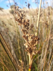 Juncus kraussii