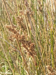 Juncus kraussii