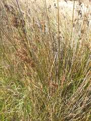 Juncus kraussii