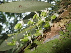Zygostates pellucida