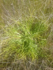 Eryngium pendletonense