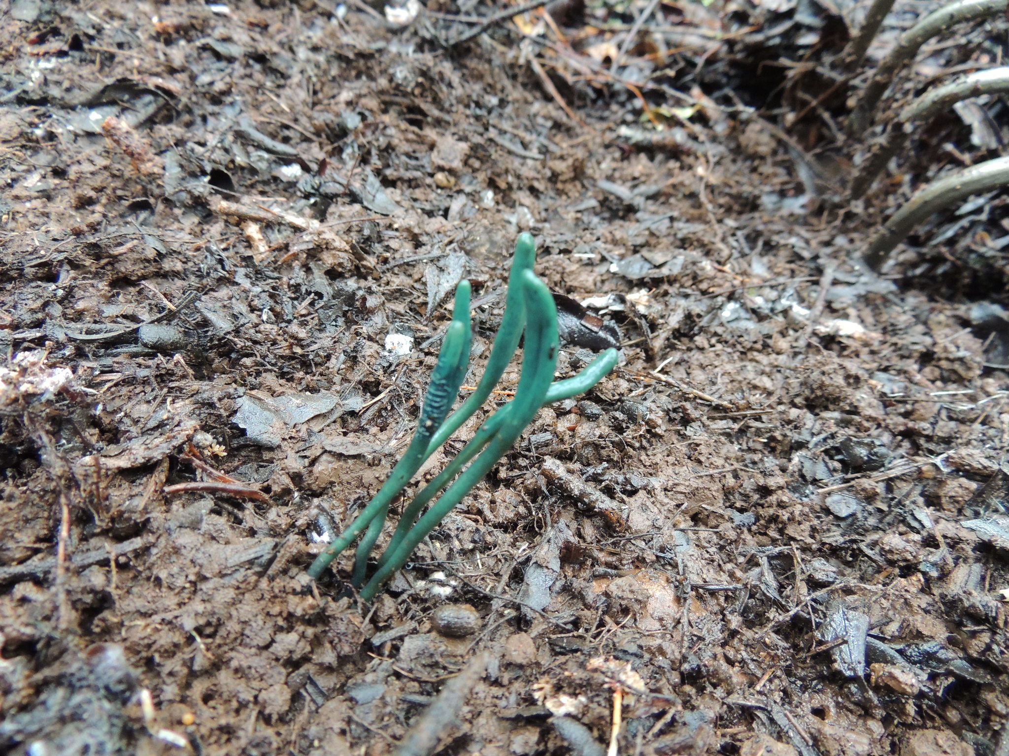 Microglossum viride image