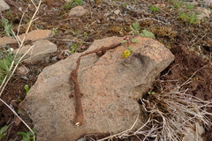 Lomatium donnellii