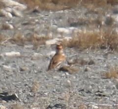 Melanocorypha mongolica