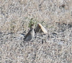 Melanocorypha mongolica