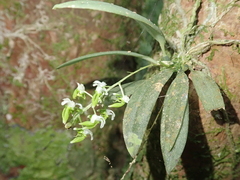 Zygostates pellucida