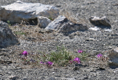 Oxytropis prostrata