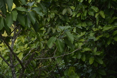 Artocarpus hirsutus