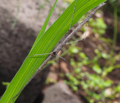 Scionecra queenslandica
