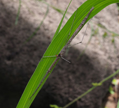 Scionecra queenslandica