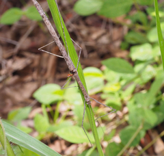 Scionecra queenslandica