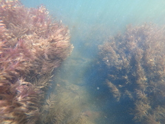 Indotristicha ramosissima