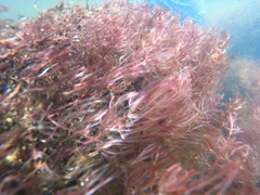 Indotristicha ramosissima